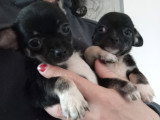 Chiots Chihuahua