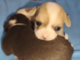 Chiots Chihuahua