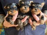 2 mâles Yorkshire Terrier à vendre, nés en janvier 2026 (LOF)