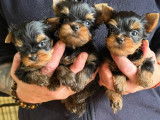 2 mâles Yorkshire Terrier à vendre, nés en janvier 2026 (LOF)