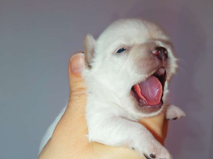 Chiots Chihuahua à réserver