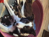 Chiots Border Collie de 10 semaines à vendre