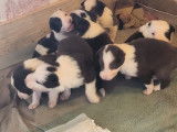 Chiots Border Collie de 10 semaines à vendre