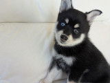 Chiots Pomklee à vendre