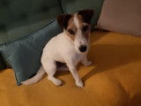 Chien adulte de type Jack Russell Mâle à donner
