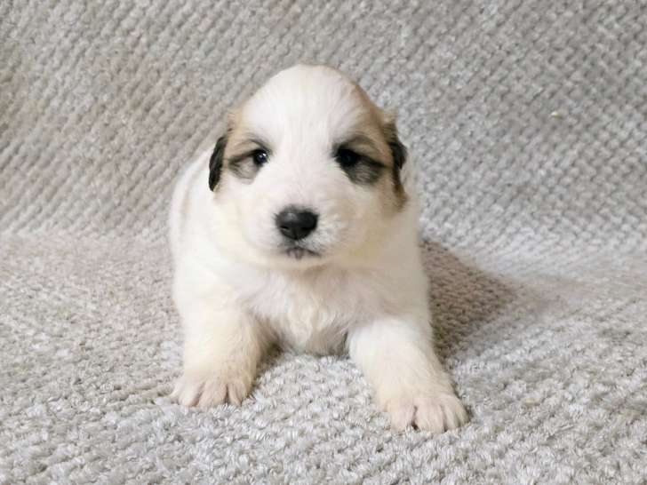 Chiots Montagne des Pyrénées (Patou) à vendre