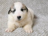 Chiots Montagne des Pyrénées (Patou) à vendre