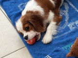 Chiot femelle Cavalier King Charles de 6 mois à vendre