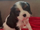 Chiot mâle Cavalier King Charles à vendre