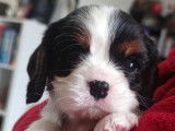 Chiot mâle Cavalier King Charles à vendre