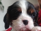 Chiot mâle Cavalier King Charles à vendre