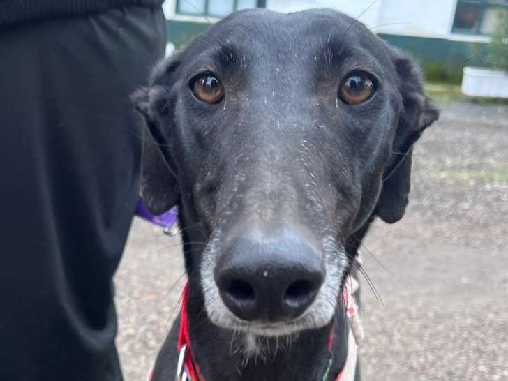 Trufa, femelle Galgo Espagnol à adopter en association