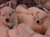 Chiots Berger Blanc Suisse à poil long LOF à réserver