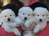 Chiots Berger Blanc Suisse à poil long LOF à réserver
