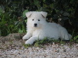Chiots Berger Blanc Suisse à poil long LOF à réserver
