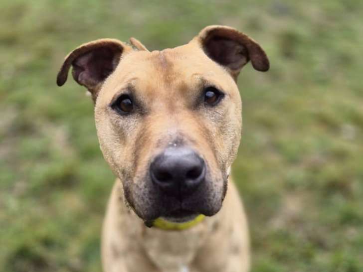 Max, croisé Bull Terrier décatégorisé à adopter en association