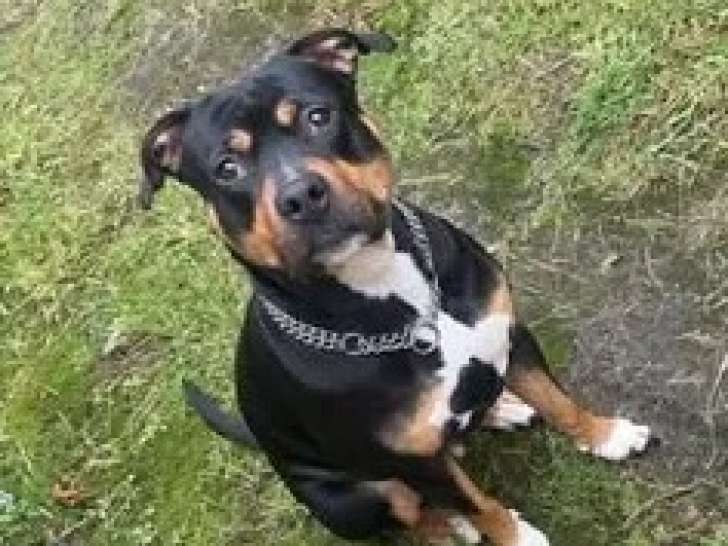 Chienne tricolore de 4 ans en quête d’un foyer