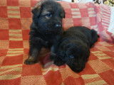 Chiots Altdeutsche Schaferhunde à vendre