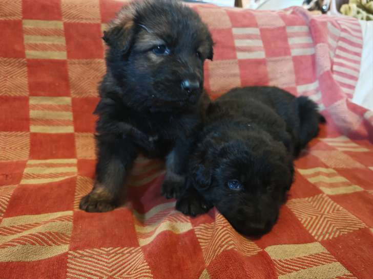 Chiots Altdeutsche Schaferhunde à vendre