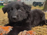 Chiots Altdeutsche Schaferhunde à vendre