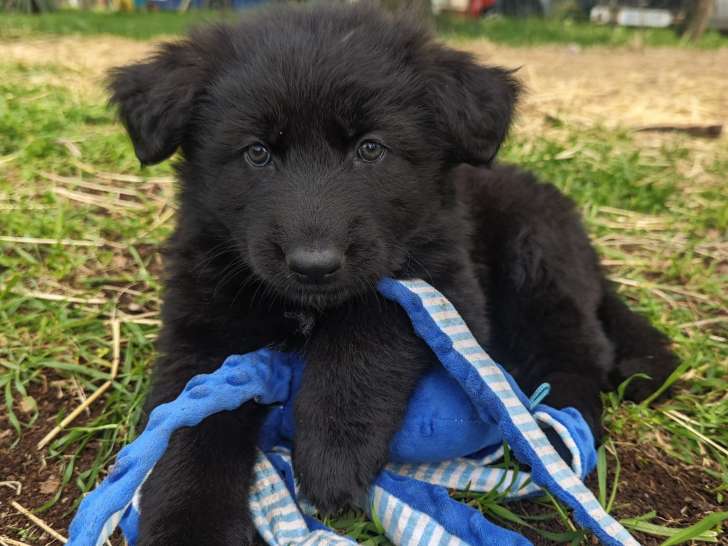 Chiots Altdeutsche Schaferhunde à vendre