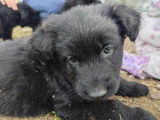 Chiots Altdeutsche Schaferhunde à vendre