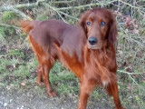 Chien Setter Irlandais rouge de 3 ans à adopter