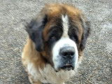 À la recherche d’une famille : chien Saint-Bernard marron et blanc de 9 ans