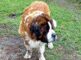 À la recherche d’une famille : chien Saint-Bernard marron et blanc de 9 ans