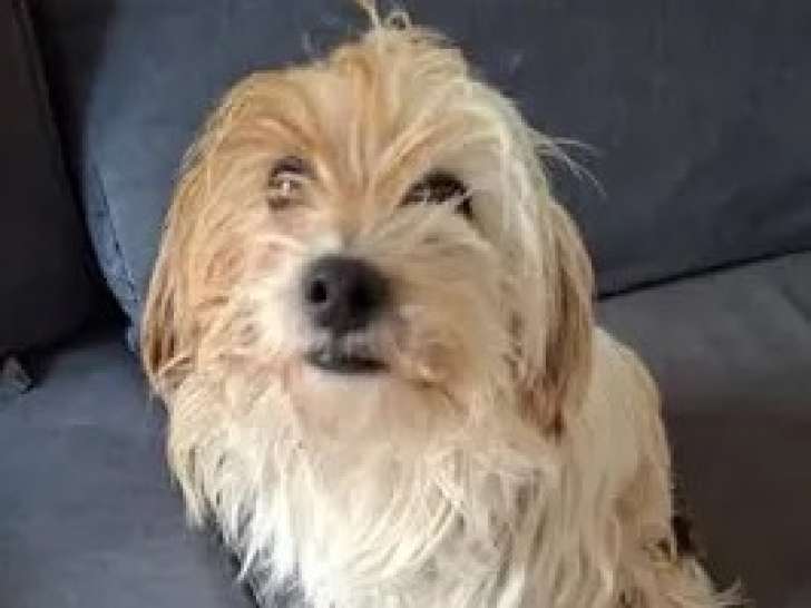 Disponible à l’adoption : chien marron et blanc de 7 ans