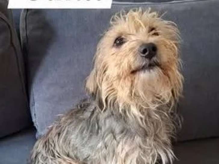 À adopter : chien noir et beige de 7 ans