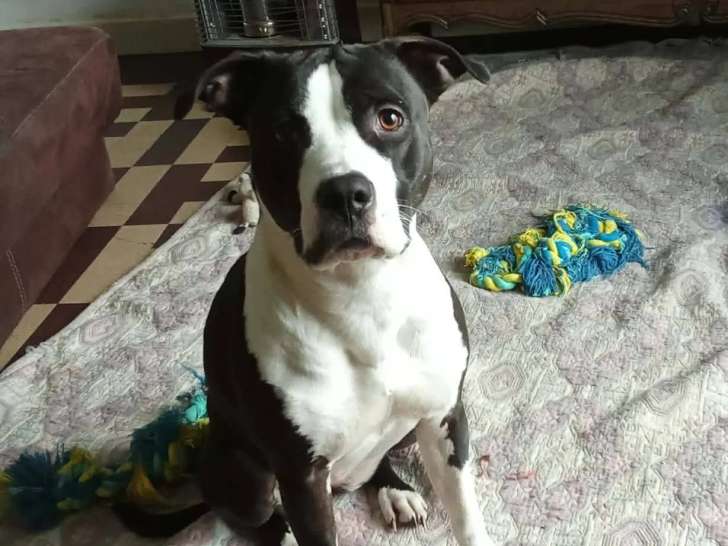 À la recherche d’une famille : chienne Staffordshire Américain Terrier de 2 ans