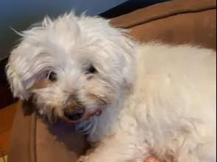 Chien de 15 ans au pelage blanc en attente d’un foyer