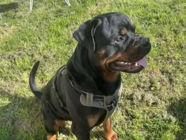 Disponible à l’adoption : chien de 3 ans au pelage noir et feu