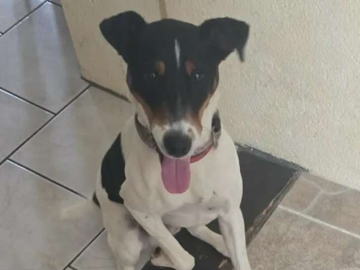 À la recherche d’une famille : chien de 2 ans au pelage tricolore