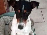 À la recherche d’une famille : chien de 2 ans au pelage tricolore