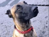 Disponible à l’adoption : chien Berger Malinois de 2 ans noir et beige