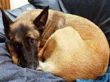À adopter : chienne Berger Malinois de 4 ans noire et beige