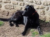 À adopter : chien Labrador noir de 5 ans