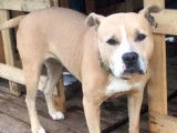 À adopter : chienne Staffordshire Américain Terrier de 6 ans