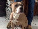 À adopter : chienne Staffordshire Américain Terrier de 6 ans