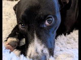 Disponible à l’adoption : chiot mâle au pelage noir avec marque blanche