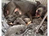 Chiots American Staffordshire Terrier à vendre