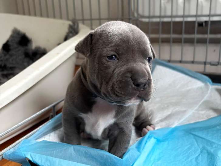 Les bébés Staff Bleu