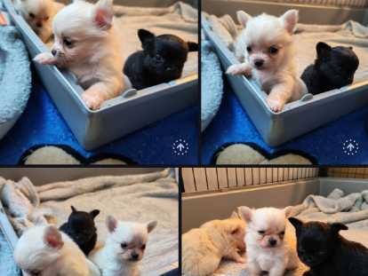 Chiots Chihuahua à vendre