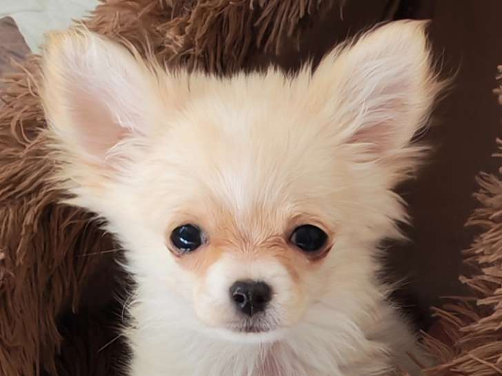 Chiots Chihuahua à vendre