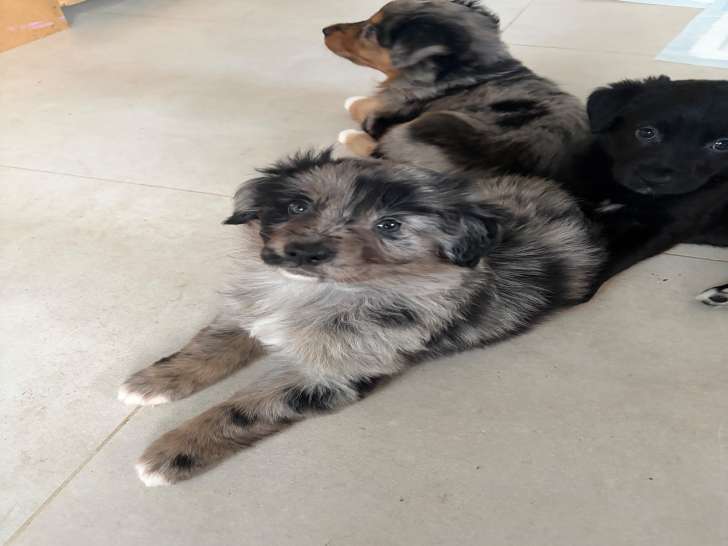 Chiots femelles Border Collie croisées Berger Asutralien à vendre