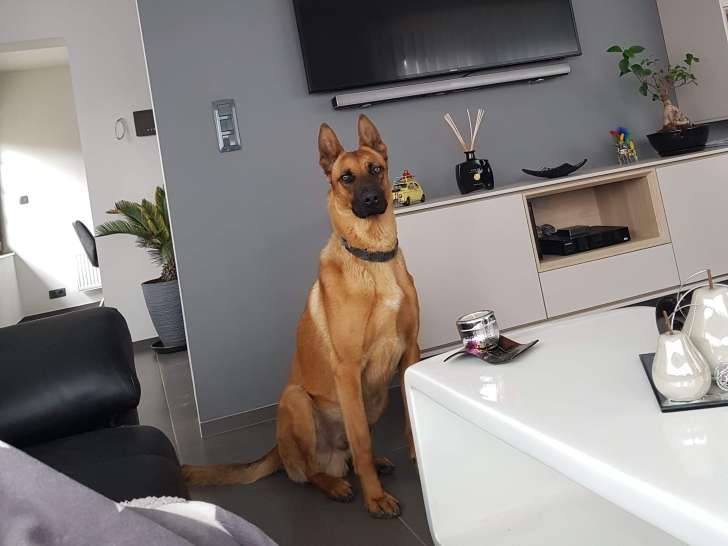 Berger Malinois à donner
