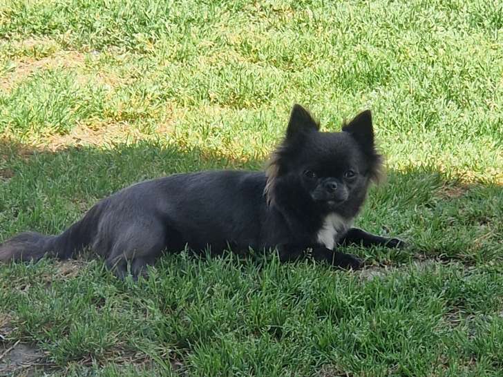 Magnifiques chiots Chihuahua LOF à poil long à vendre