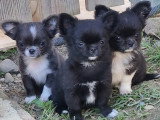 Magnifiques chiots Chihuahua LOF à poil long à vendre